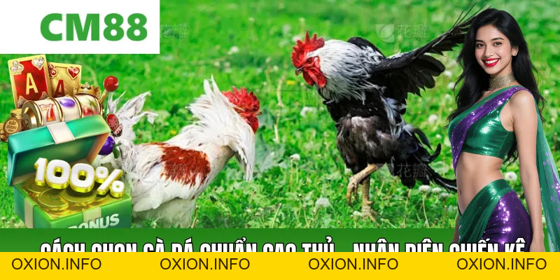 Cách Chọn Gà Đá Chuẩn Cao Thủ – Bách Chiến Bách Thắng - OXION.INFO