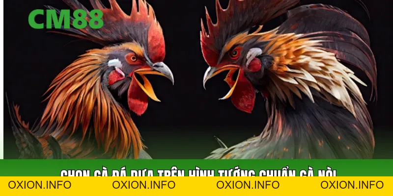 Cách Chọn Gà Đá Chuẩn Cao Thủ – Bách Chiến Bách Thắng - OXION.INFO