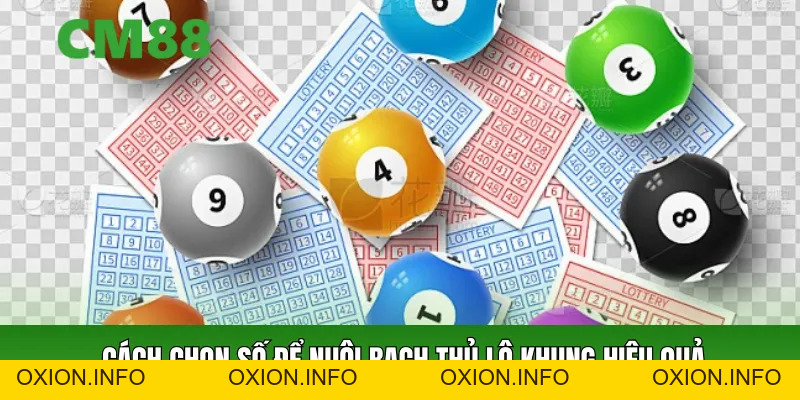 Bạch Thủ Lô Khung – Nuôi Khung 2 Ngày Hiệu Quả Dễ Áp Dụng - OXION.INFO
