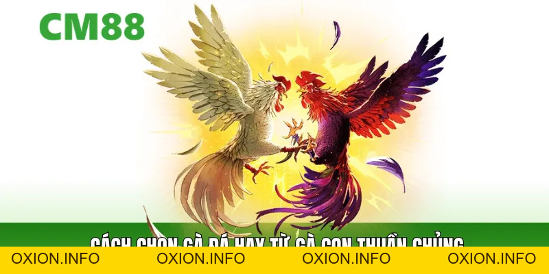 Cách Chọn Gà Đá Chuẩn Cao Thủ – Bách Chiến Bách Thắng - OXION.INFO