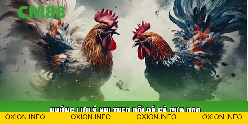 Đá Gà Cựa Dao – Trải Nghiệm Sảnh Ws168 Đỉnh Cao Tại Cm88 - OXION.INFO