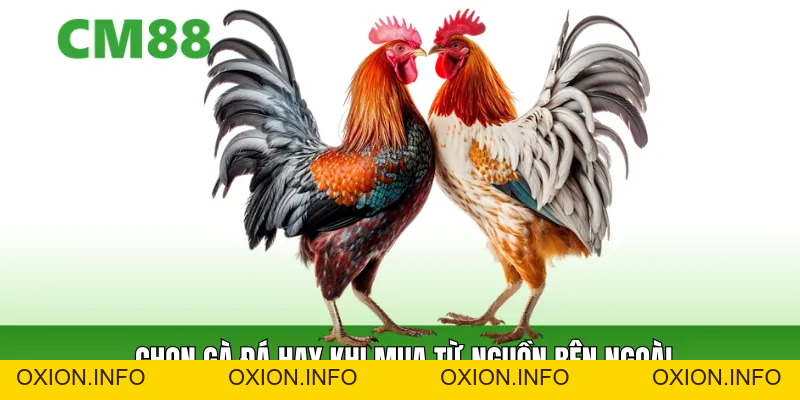 Cách Chọn Gà Đá Chuẩn Cao Thủ – Bách Chiến Bách Thắng - OXION.INFO