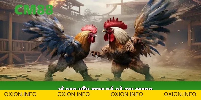 Xem Đá Gà Hôm Nay Trực Tiếp HD – Link Mới Nhất Tại CM88 - OXION.INFO