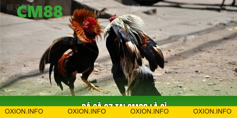 Đá Gà 67 Tại CM88 – Xem Đá Gà Trực Tuyến Đến Kịch Tính - OXION.INFO