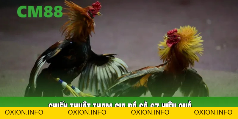 Đá Gà 67 Tại CM88 – Xem Đá Gà Trực Tuyến Đến Kịch Tính - OXION.INFO