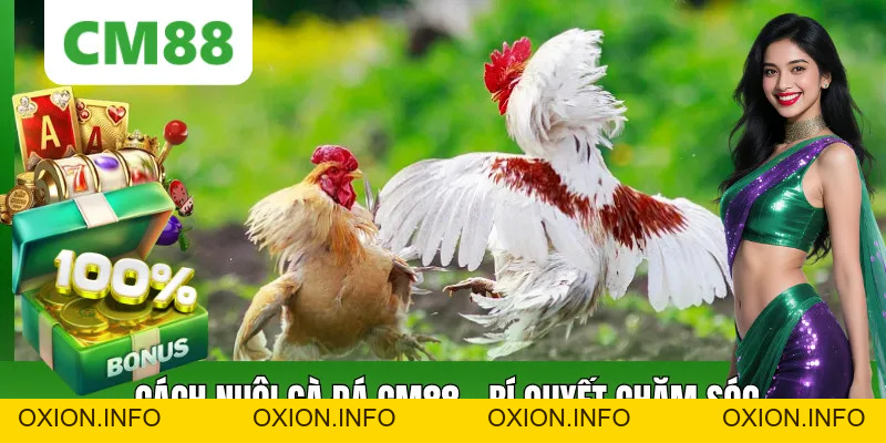 Cách Nuôi Gà Đá – Hướng Dẫn Chi Tiết A-Z Cho Người Mới - OXION.INFO