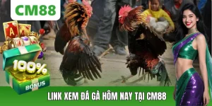 Đá Gà CM88 – Thế Giới Chiến Kê Đỉnh Cao, Cá Cược Kịch Tính - OXION.INFO