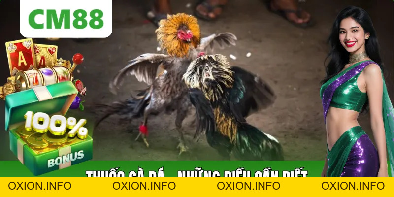 Thuốc Gà Đá Là Gì? Rủi Ro, Lưu Ý Và Góc Nhìn Tại CM88 - OXION.INFO