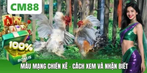 Đá Gà CM88 – Thế Giới Chiến Kê Đỉnh Cao, Cá Cược Kịch Tính - OXION.INFO