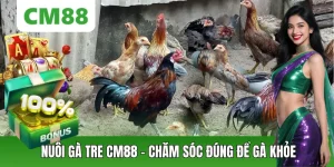 Đá Gà CM88 – Thế Giới Chiến Kê Đỉnh Cao, Cá Cược Kịch Tính - OXION.INFO