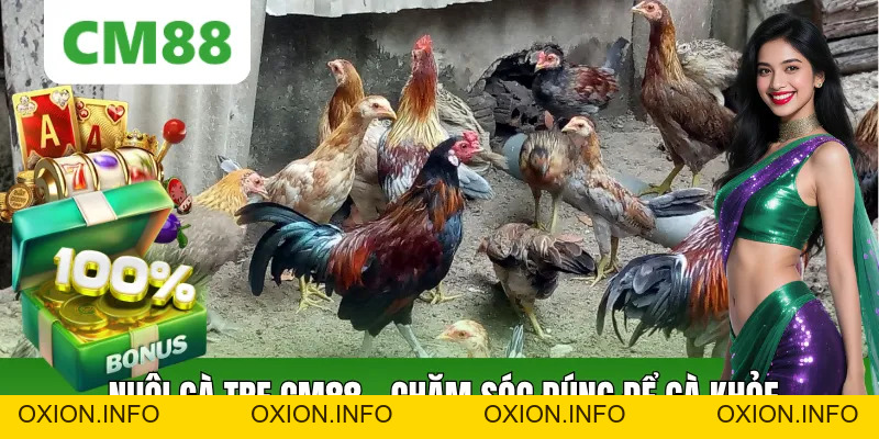 Nuôi Gà Tre CM88: Cách Chăm Sóc Đúng Để Gà Khỏe Và Đẹp - OXION.INFO
