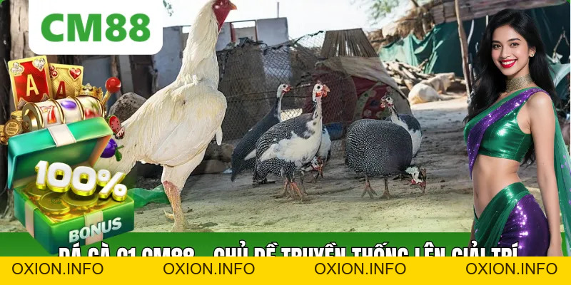 Đá Gà C1 Khái Niệm, Sức Hút Và Những Điều Người Xem Cần Biết - OXION.INFO