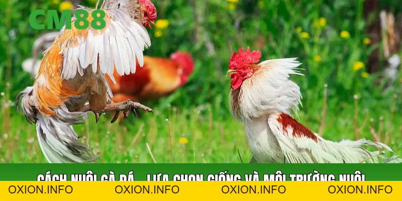 Cách Nuôi Gà Đá – Hướng Dẫn Chi Tiết A-Z Cho Người Mới - OXION.INFO