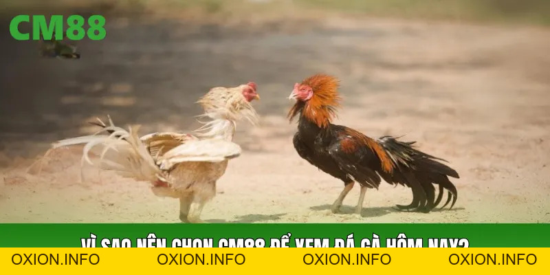 Link Xem Đá Gà Hôm Nay Mới Nhất Trực Tiếp HD Tại CM88 - OXION.INFO