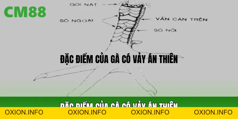 Vảy Án Thiên CM88: Cách Nhận Biết Và Ý Nghĩa Thường Gặp - OXION.INFO