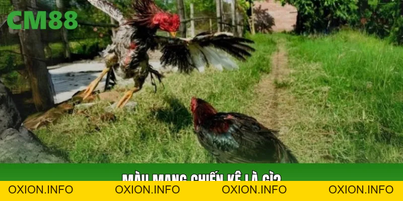Màu Mạng Chiến Kê CM88: Cách Xem Màu Và Nhận Biết Cơ Bản - OXION.INFO