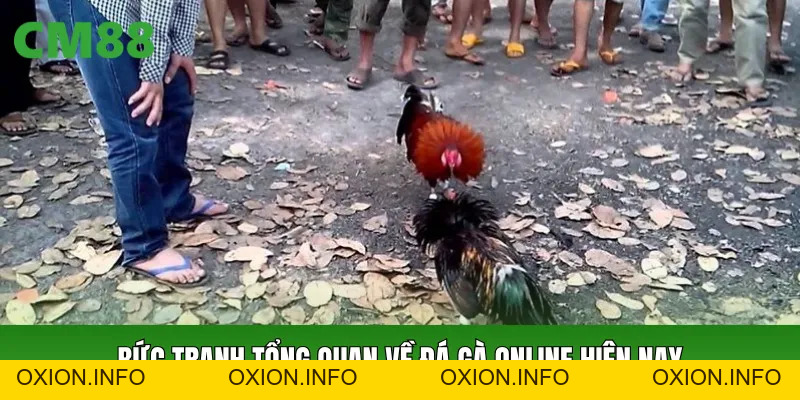 Đá Gà Online CM88: Thông Tin Và Cách Theo Dõi Dễ Hiểu - OXION.INFO