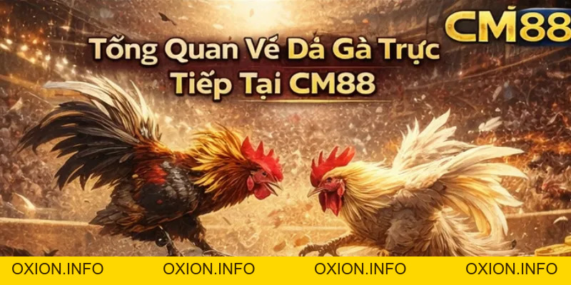 Đá Gà Trực Tiếp CM88 – Xem Thomo Hôm Nay, Cược Lẹ Thắng Lớn - OXION.INFO