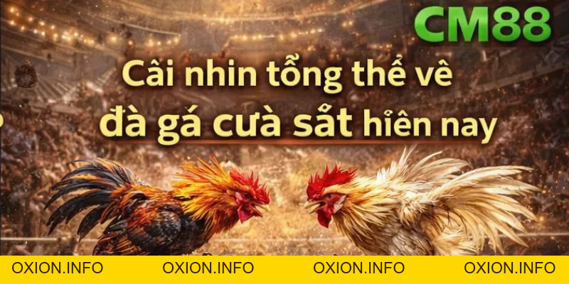 Đá Gà Cựa Sắt CM88 – Xem Trực Tiếp, Cược Nhanh Thắng Lớn - OXION.INFO
