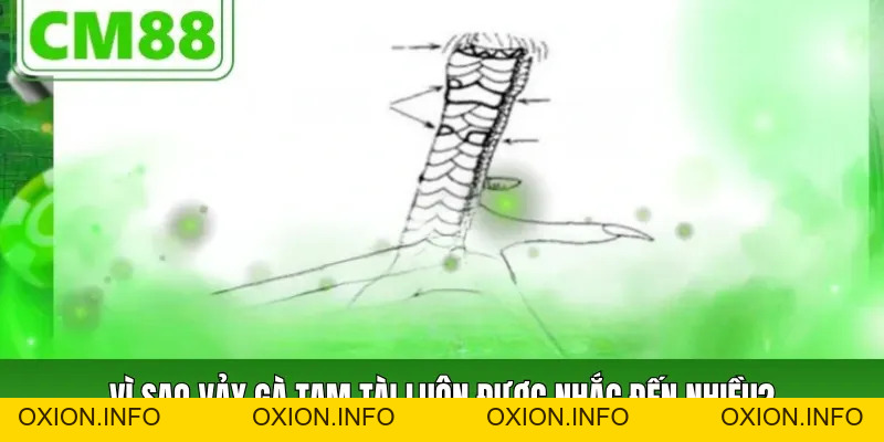 Vảy Gà Tam Tài Cách Nhận Biết, Ý Nghĩa Và Dạng Thường Gặp - OXION.INFO