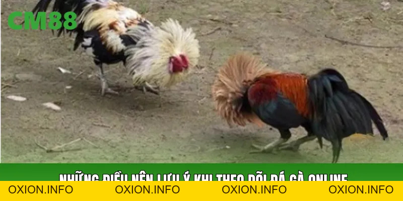 Đá Gà Online CM88: Thông Tin Và Cách Theo Dõi Dễ Hiểu - OXION.INFO