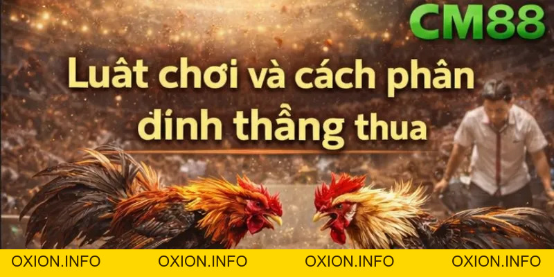 Đá Gà Cựa Sắt CM88 – Xem Trực Tiếp, Cược Nhanh Thắng Lớn - OXION.INFO
