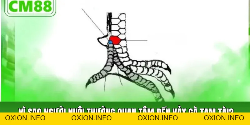 Vảy Gà Tam Tài Cách Nhận Biết, Ý Nghĩa Và Dạng Thường Gặp - OXION.INFO