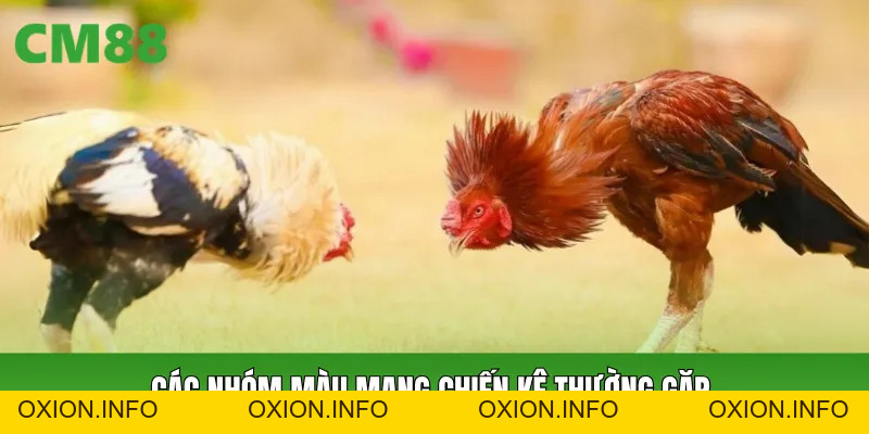 Màu Mạng Chiến Kê CM88: Cách Xem Màu Và Nhận Biết Cơ Bản - OXION.INFO