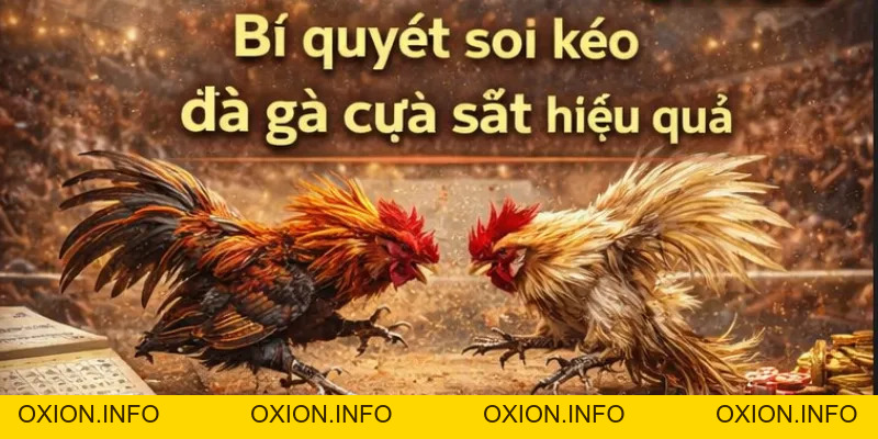 Đá Gà Cựa Sắt CM88 – Xem Trực Tiếp, Cược Nhanh Thắng Lớn - OXION.INFO