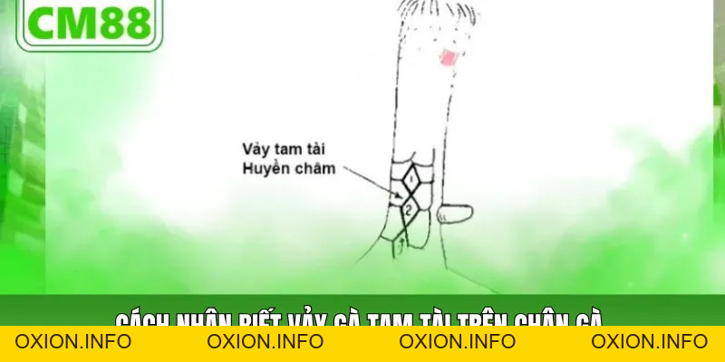 Vảy Gà Tam Tài Cách Nhận Biết, Ý Nghĩa Và Dạng Thường Gặp - OXION.INFO